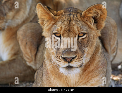 young lion in Zambia,  Panthera leo Stock Photo