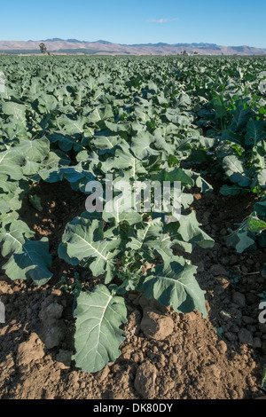 United States, California, Santa Maria, broccoli plants Stock Photo