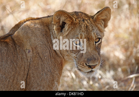 young lion in Zambia,  Panthera leo Stock Photo