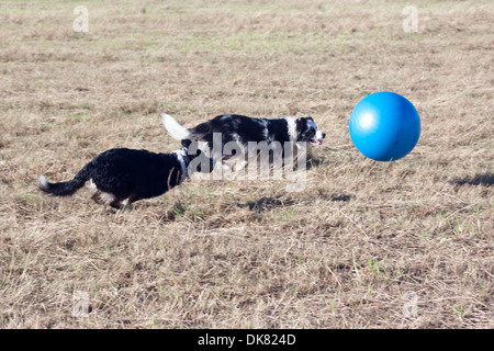 treibball action: two border collies chasing blue gym ball