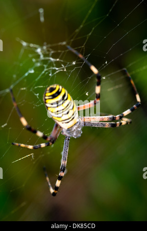 A spider, Argiope bruennichi, of considerable size and threatening aspect Stock Photo