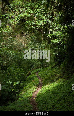Path in the forest in El Triunfo Biosphere Reserve in the Sierra Madre mountains, Chiapas State, Mexico.