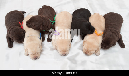 seven labrador retriever puppies (one week old) Stock Photo