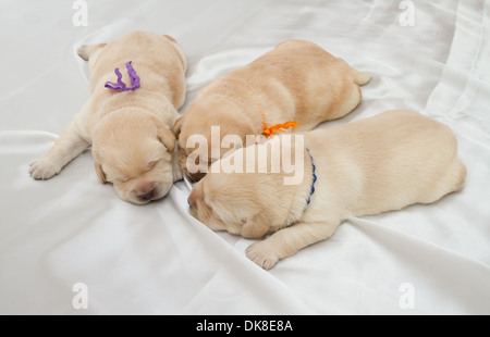 three labrador retriever puppies (one week old) Stock Photo