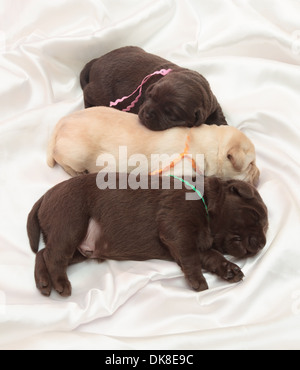 three labrador retriever puppies (one week old) Stock Photo