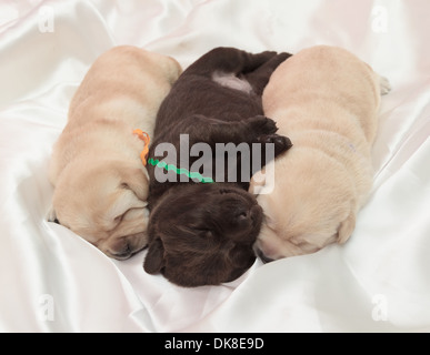 three labrador retriever puppies (one week old) Stock Photo