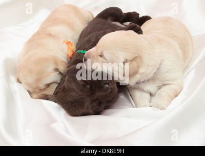 three labrador retriever puppies (one week old) Stock Photo