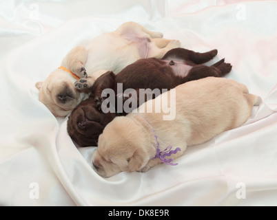 three labrador retriever puppies (one week old) Stock Photo