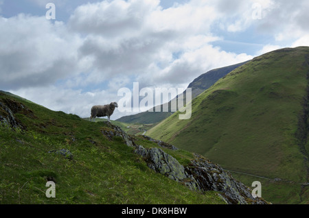 A herdwick sheep standing guard over Honister Pass in the lake district, Cumbria, England. Stock Photo