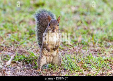Eastern gray squirrel (Sciurus carolinensis) standing on hind legs on grass lawn