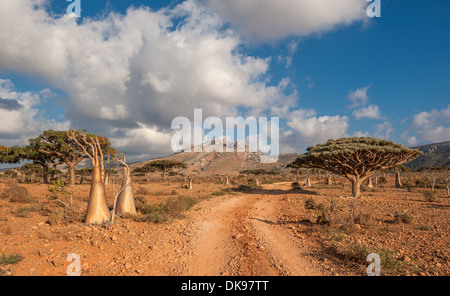 Desert rose tree, Socotra Island, Yemen Stock Photo