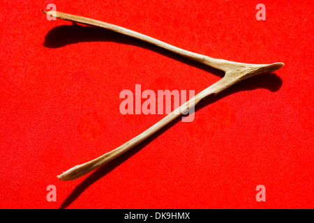 Close-up of a turkey wishbone against a red background Stock Photo