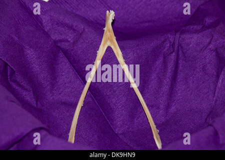 Close-up of a turkey wishbone against a purple background Stock Photo