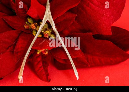 'Wishing you happy holidays.' Turkey wishbone in front of an artificial poinsettia flower Stock Photo