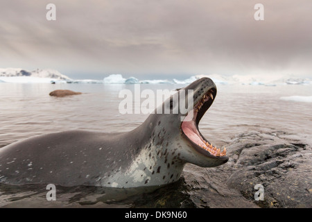 Antarctica, Cuverville Island, Leopard Seal (Hydrurga leptonyx) bares teeth while lunging onto rocks near penguin rookery Stock Photo