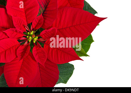 Red poinsettia flower (Euphorbia pulcherrima) Stock Photo