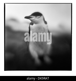 Antarctica, Deception Island, Blurred black and white image of Chinstrap Penguin standing at edge of rookery
