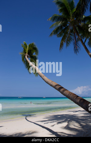 Coconut tree hangs over the edge of Boracay beach,Philippines Stock Photo