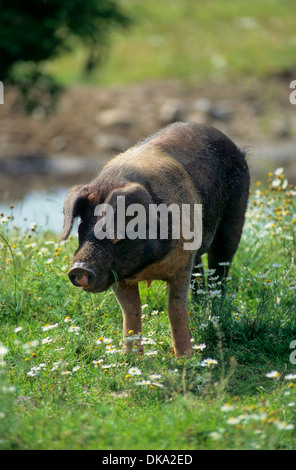 Rotbuntes Husumer Protestschwein, Dänisches Protestschwein, Deutsches Sattelschwein Abteilung Rotbuntes Husumer Schwein Stock Photo