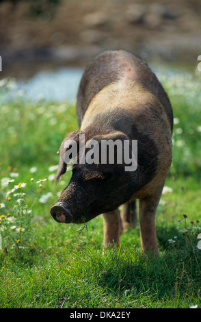 Rotbuntes Husumer Protestschwein, Dänisches Protestschwein, Deutsches Sattelschwein Abteilung Rotbuntes Husumer Schwein Stock Photo