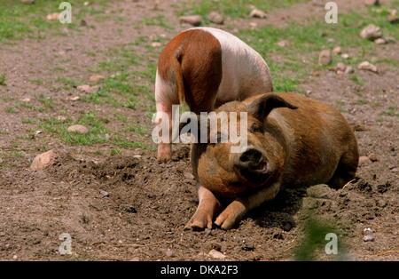 Rotbuntes Husumer Protestschwein, Dänisches Protestschwein, Deutsches Sattelschwein Abteilung Rotbuntes Husumer Schwein Stock Photo