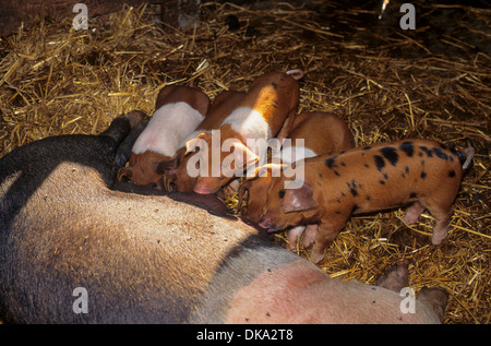 Rotbuntes Husumer Protestschwein, Dänisches Protestschwein, Deutsches Sattelschwein Abteilung Rotbuntes Husumer Schwein Stock Photo