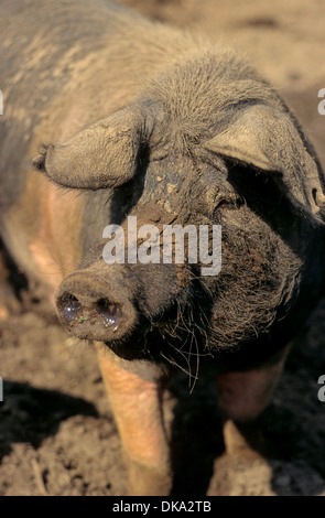 Rotbuntes Husumer Protestschwein, Dänisches Protestschwein, Deutsches Sattelschwein Abteilung Rotbuntes Husumer Schwein Stock Photo