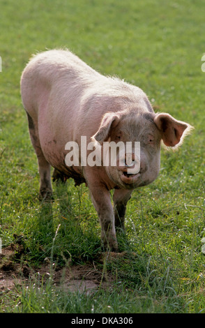 Hausschwein (Sus scrofa domestica), domestic pig (Sus scrofa domesticus) Sus domesticus, swine, hog Stock Photo