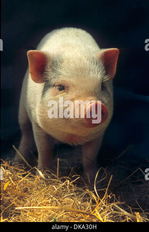 Hausschwein (Sus scrofa domestica), domestic pig (Sus scrofa domesticus) Sus domesticus, swine, hog Stock Photo