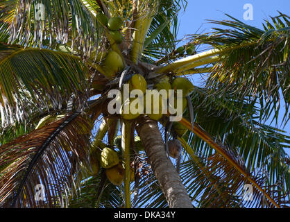 Costa do Sauipe, Brazil. 03rd Dec, 2013. Coconuts are seen on a palm tree at the coast in Costa do Sauipe, Brazil, 03 December 2013. The final draw for the preliminary round groups of the 2014 FIFA world cup Brazil will be held on 06 December 2013. Photo: Marcus Brandt/dpa/Ģ����ý Live News Stock Photo