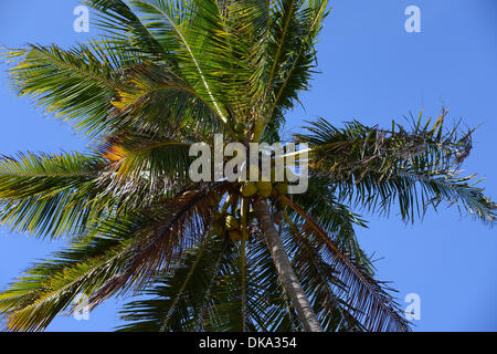 Costa do Sauipe, Brazil. 03rd Dec, 2013. Coconuts are seen on a palm tree at the coast in Costa do Sauipe, Brazil, 03 December 2013. The final draw for the preliminary round groups of the 2014 FIFA world cup Brazil will be held on 06 December 2013. Photo: Marcus Brandt/dpa/Ģ����ý Live News Stock Photo