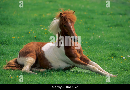 Icelandic horse, Islandpony liegend, Stock Photo