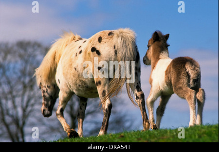 Shetland pony, Shetlandpony mit Fohlen, Stock Photo