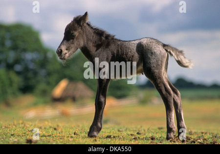 Shetland pony, Shetlandpony Fohlen, Stock Photo