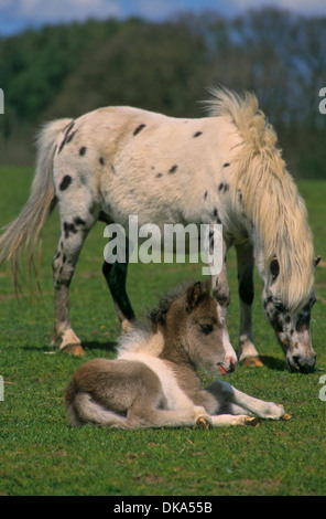 Shetland pony, Shetlandpony Fohlen, Stock Photo