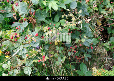 Ripe and non-ripe stages of the blackberry fruits (Rubus fruticosus). This wild berries are very aromatic. They are used for making jam or for making fruit cakes with Blackberries. Photo: Klaus Nowottnick Date: August 22, 2012 Stock Photo