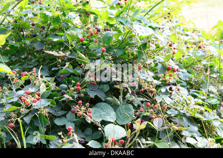 Ripe and non-ripe stages of the blackberry fruits (Rubus fruticosus). This wild berries are very aromatic. They are used for making jam or for making fruit cakes with Blackberries. Photo: Klaus Nowottnick Date: August 22, 2012 Stock Photo