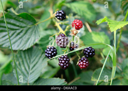 Ripe and non-ripe stages of the blackberry fruits (Rubus fruticosus ...