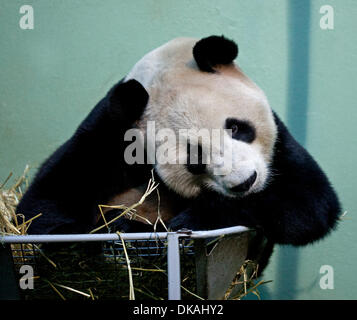 Edinburgh Zoo, Scotland, UK. 4th December 2013. 2nd anniversary of two Giant Pandas Tian Tian and Yang Guang being received at Edinburgh Zoo on a 10-year loan from China. Stock Photo