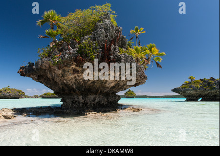 Palm trees growing on the limestone motus, small eroded islets in Fulaga lagoon, southern Lau Islands Fiji Stock Photo