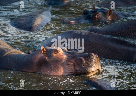 Hippopotamus (Hippopotamus amphibius), Katavi National Park, Tanzania Stock Photo