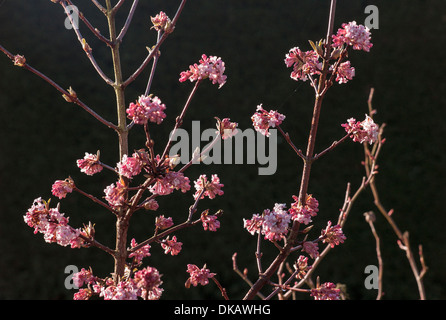 Flowering viburnum tinus 'Eve Price' in winter Stock Photo