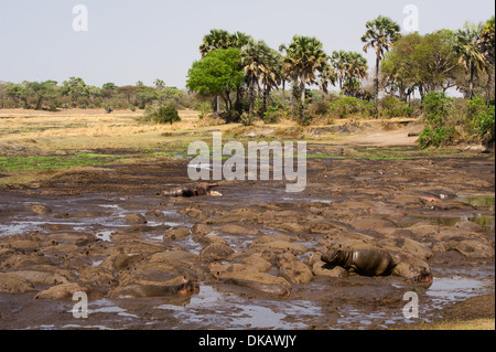 Hippopotamus congregate in small puddles in the dry season (Hippopotamus amphibius), Katavi National Park, Tanzania Stock Photo