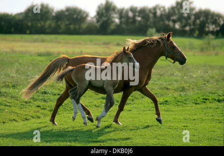 deutsches Reitpony im Galopp, German Riding Pony Stock Photo