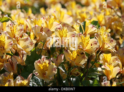Peruvian Lily or Lily of the Incas, Alstroemeria 'Friendship', Alstroemeriaceae. Stock Photo