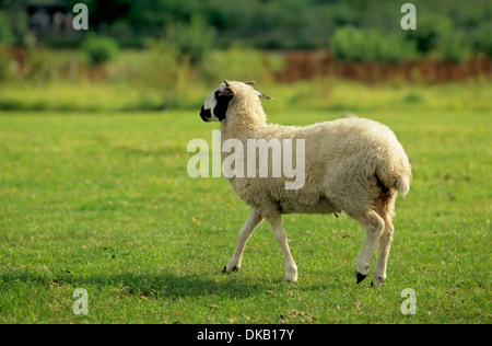 Mongolian sheep, Mongolenschaf (Ovis orientalis f. aries) Stock Photo