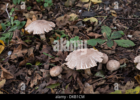 yellow stainer fungus (Agaricus xanthodermus) Stock Photo