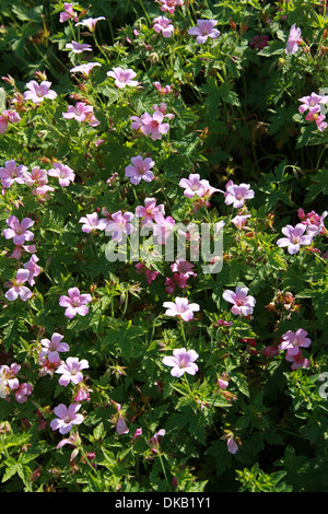 Cranesbill, Geranium x oxonianum 'Wargrave Pink', Geraniaceae. Stock Photo