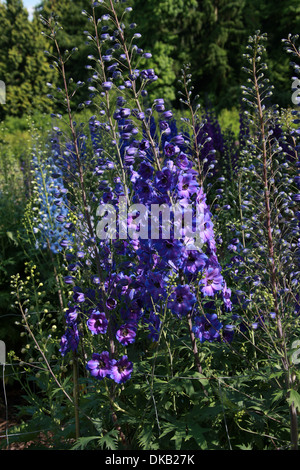 Delphinium 'After Midnight', Ranunculaceae. Aka. Larkspur. All parts of these plants are considered toxic to humans. Stock Photo
