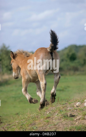 Belgian Draft Horse Brabant, foal Stock Photo